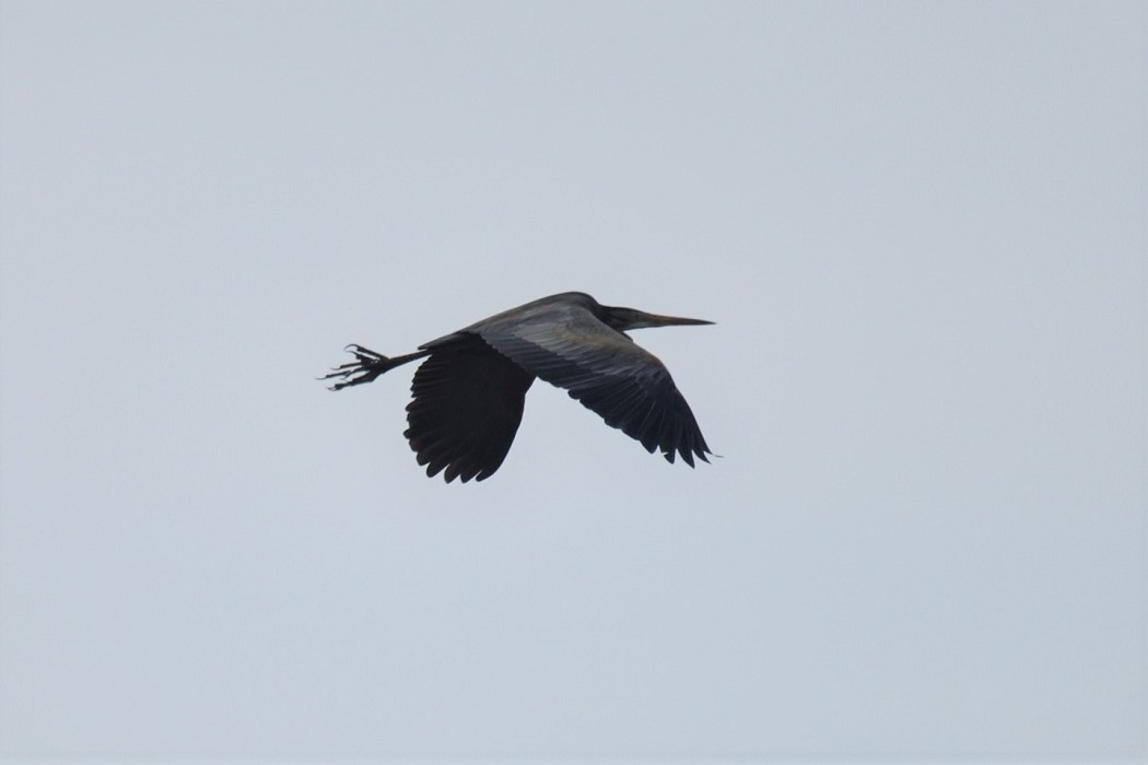 Purple Heron